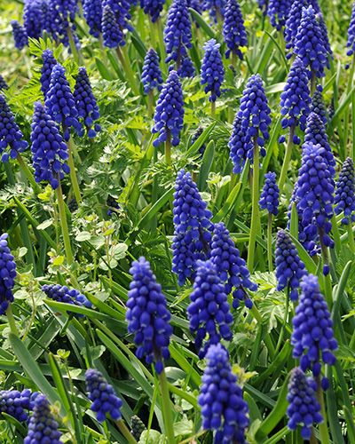 Muscari armeniacum.jpg